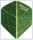 Royal Flight Green Line Leaf